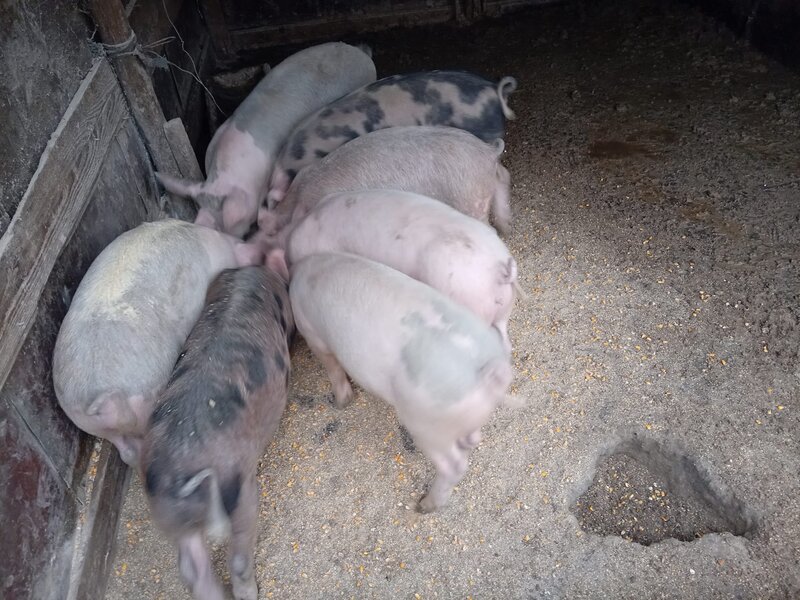 Purcei rasa de carne Duroc de vanzare