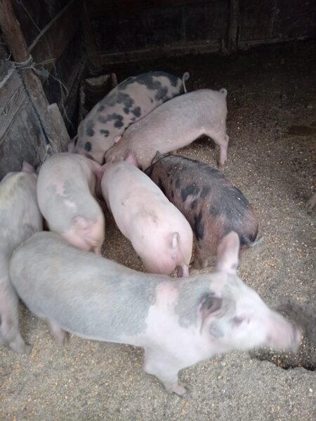 Purcei rasa de carne Duroc de vanzare