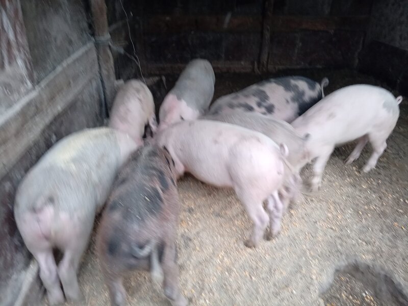 Purcei rasa de carne Duroc de vanzare