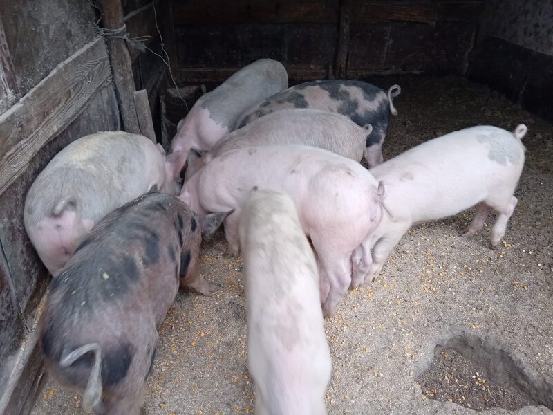 Purcei rasa de carne Duroc de vanzare