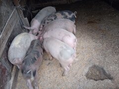 Purcei rasa de carne Duroc de vanzare